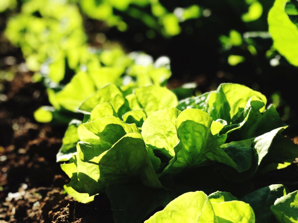 Garden vegetable organic