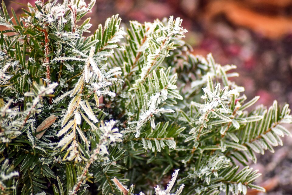 Season leaf evergreen