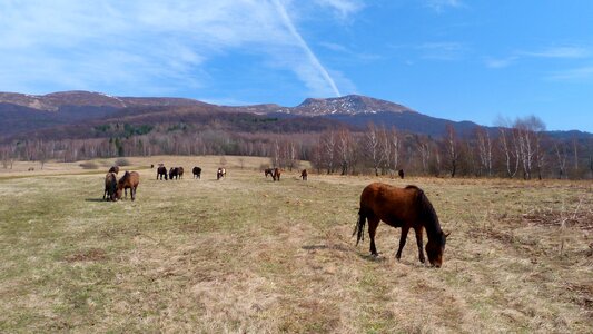 Poloniny bieszczady hutsul