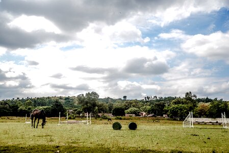 Mammal stallion farm photo