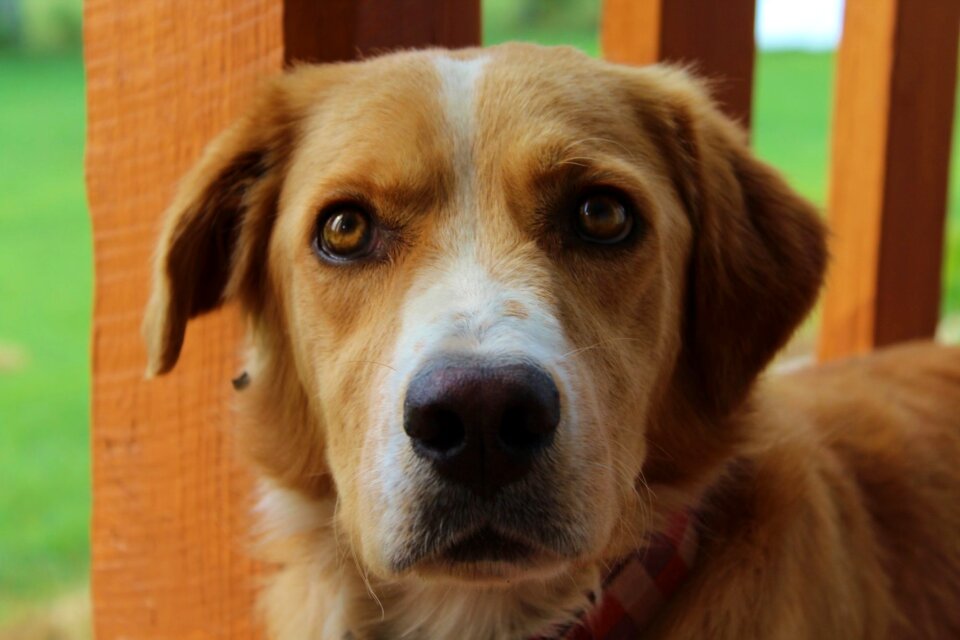 Puppy mammal animal