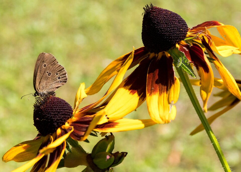 Summer garden butterfly