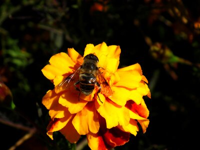 Insect bee flower