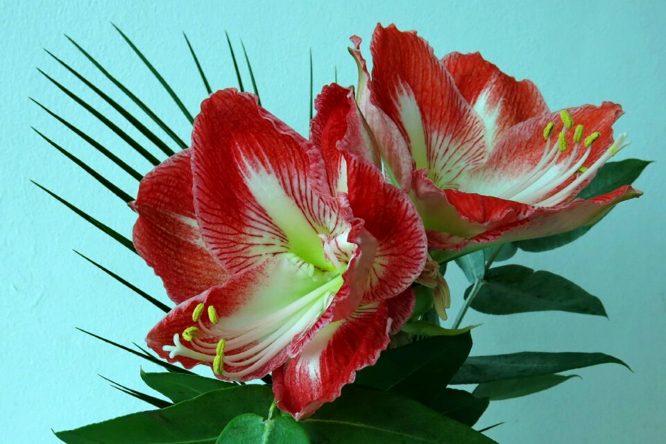 Nature red close up