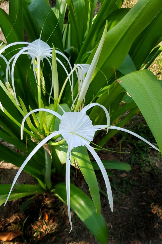 Flora leaf white photo