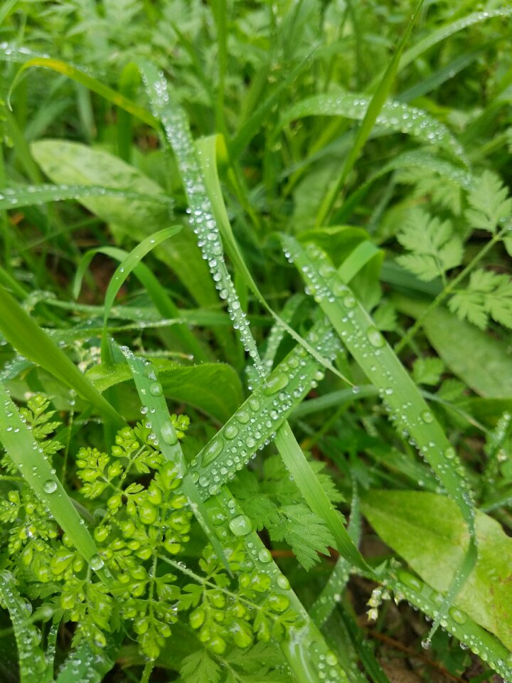 Freshness growth