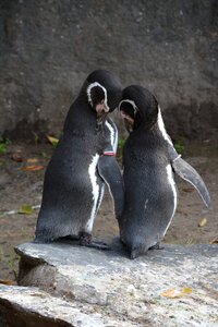 Animal world bird nature