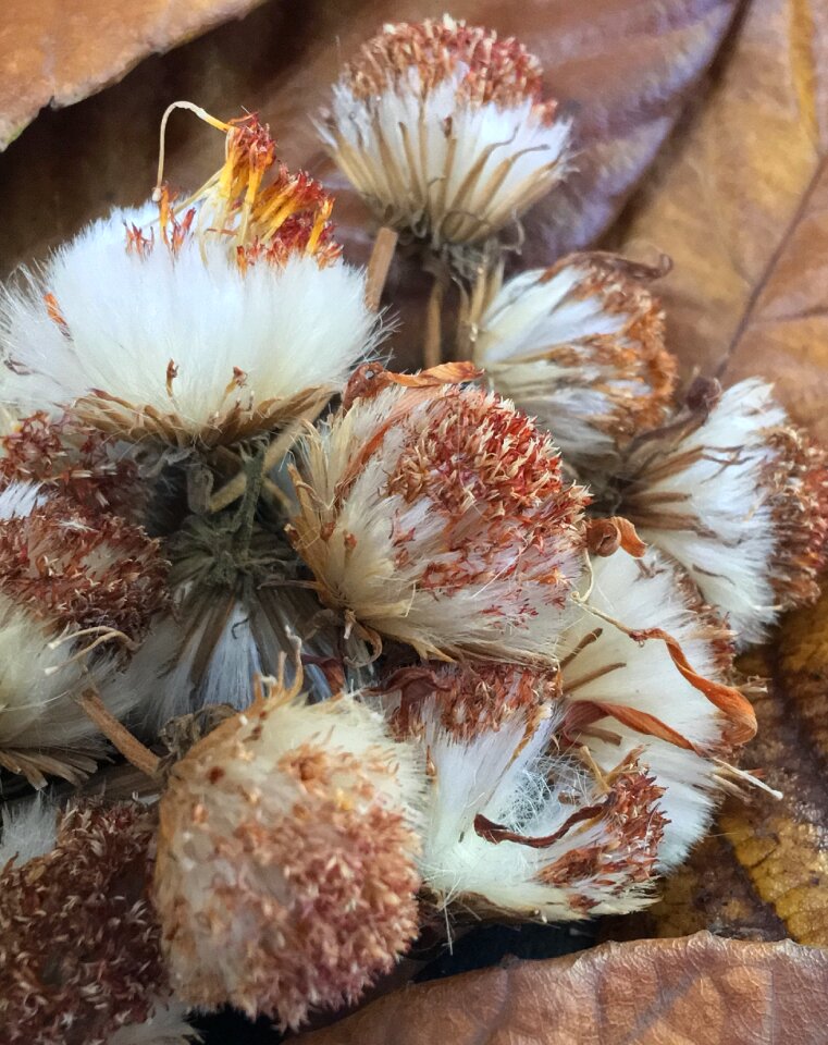 Autumn dry dead flower