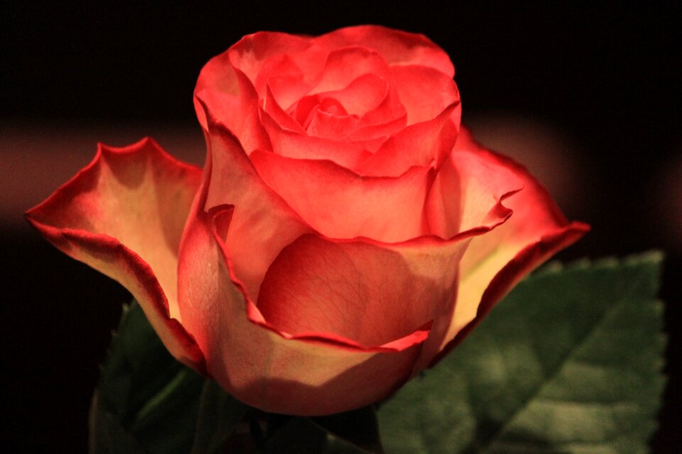 Romance petal