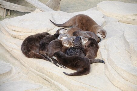 Family zoo otter