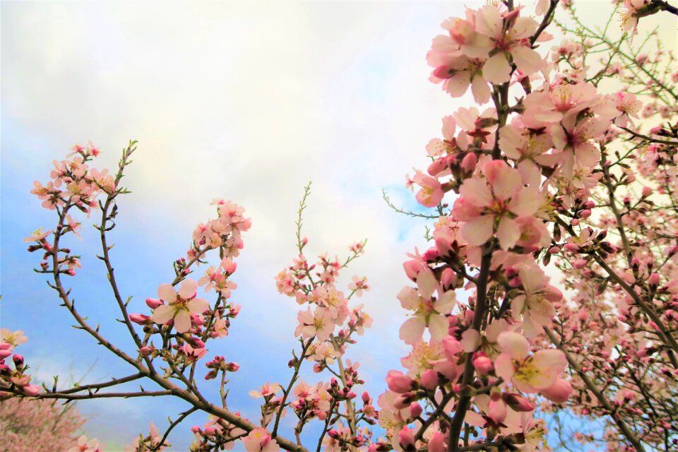 Plant nature spring