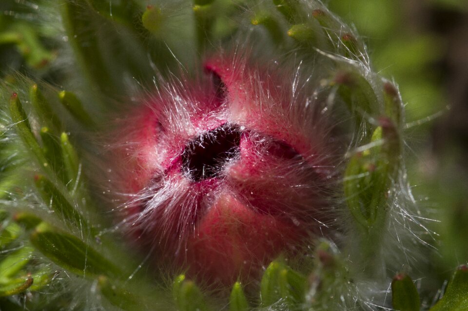 Garden summer wind flower
