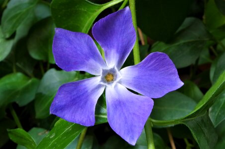 Purple flower lilac flower violet