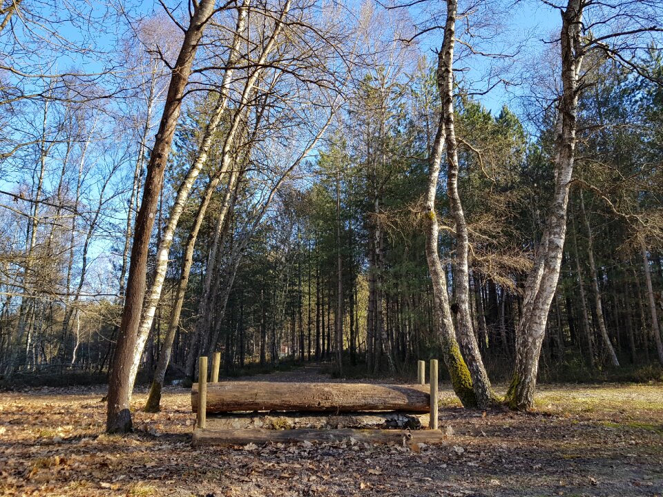 Forest horse jump wood