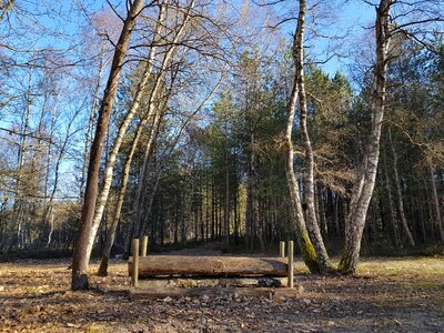 Forest horse jump wood
