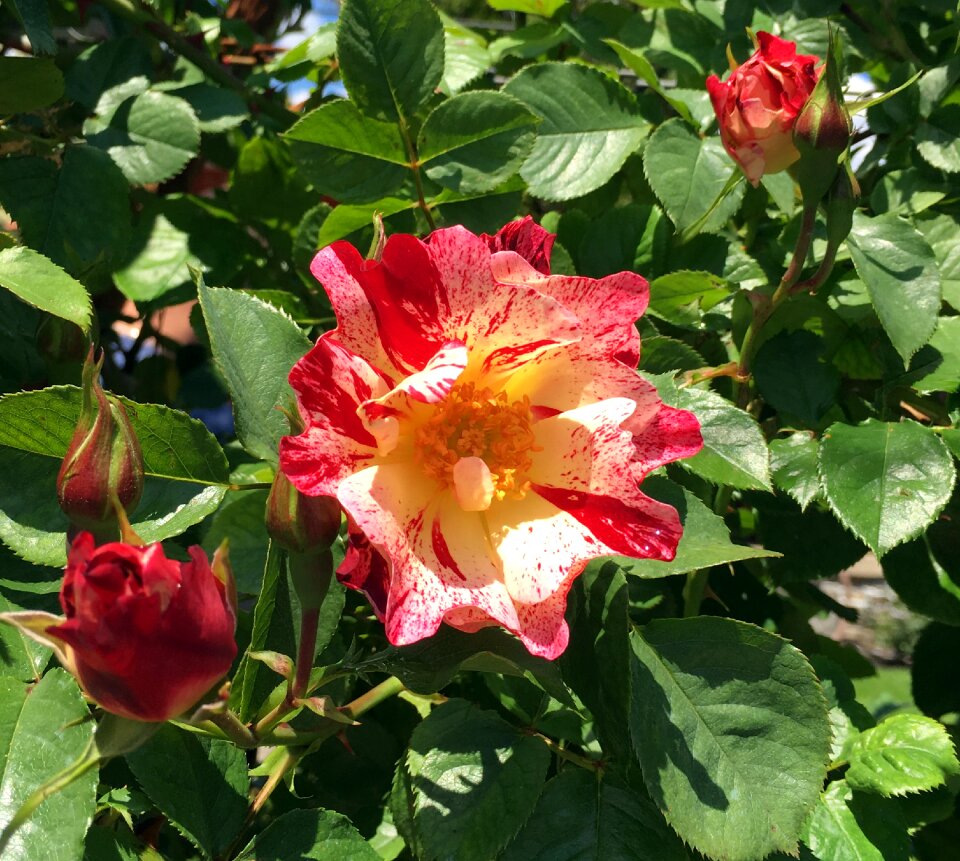 Mini-rose grade striped roses
