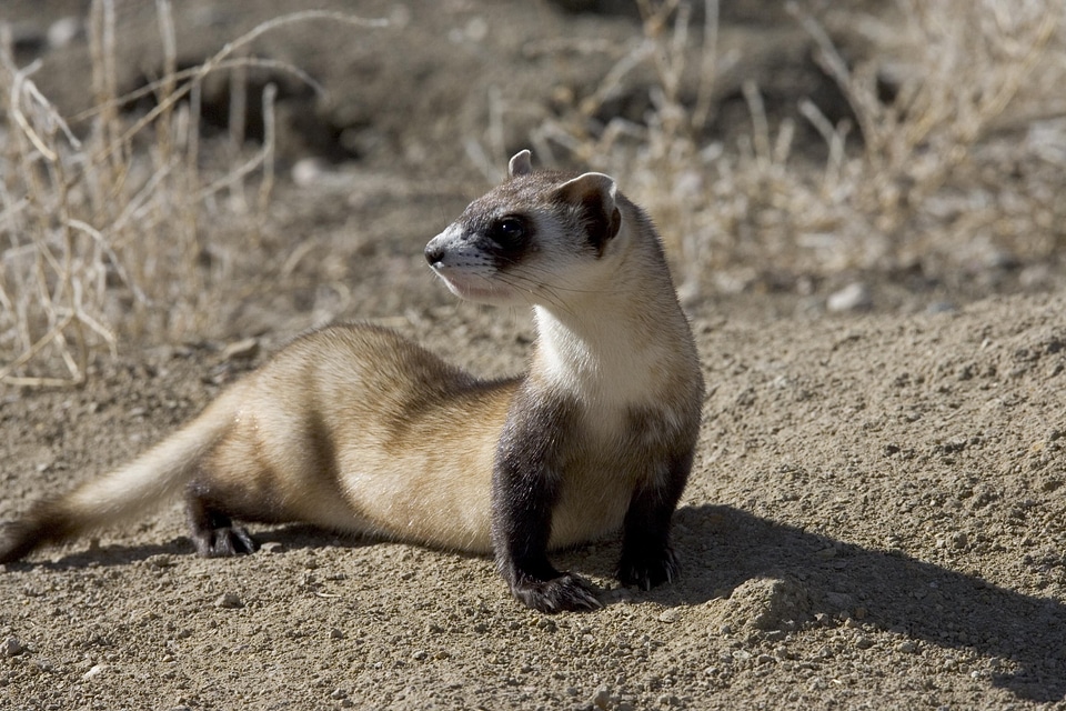 Black skunks ferrets