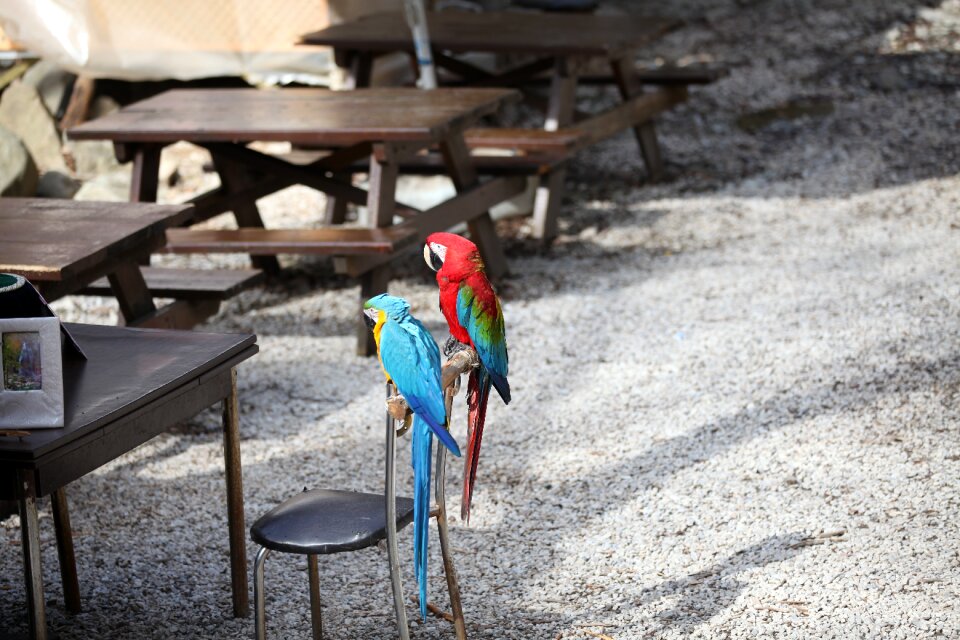 Red blue bird