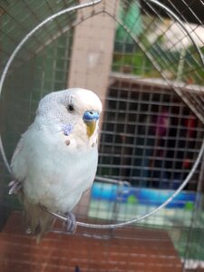 Nature parrot cute