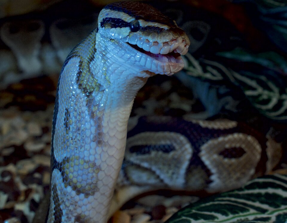 Dangerous animal world macro