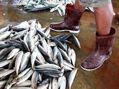 Seafood fish the fisherman