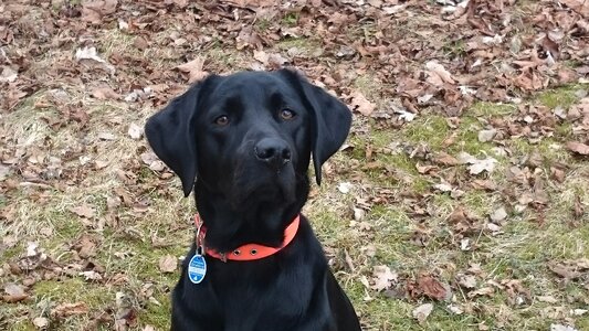 Portrait pet retriever