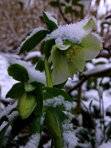 Black hellebore nature plant photo