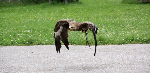 Grass adler raptor