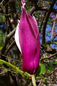 Purple flower flower magnolia