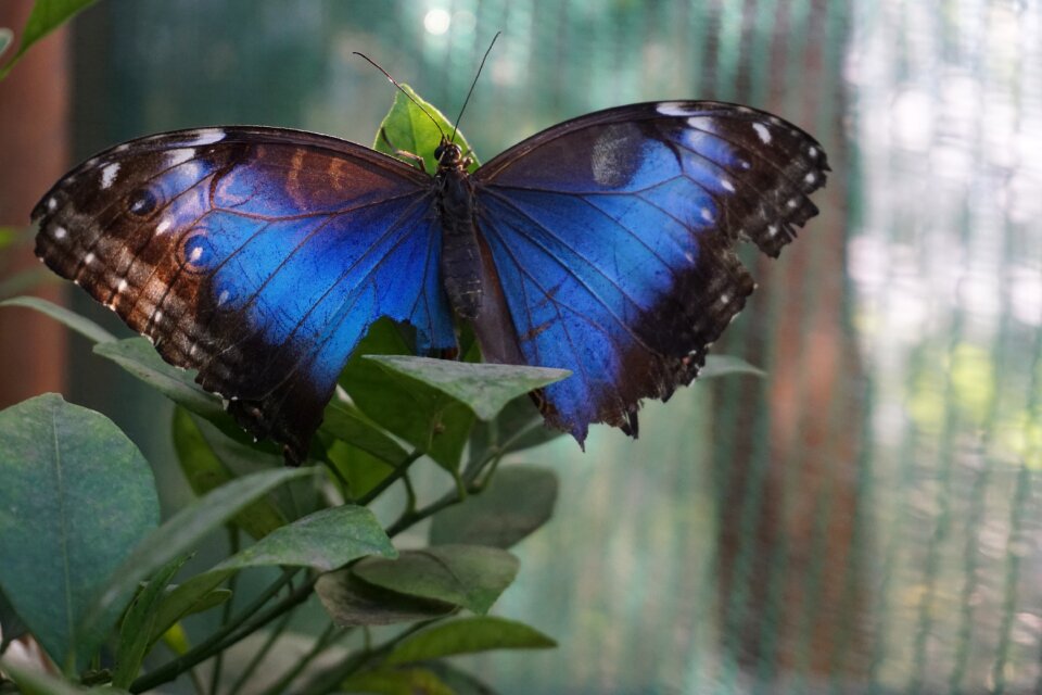 Insect outdoors wild life