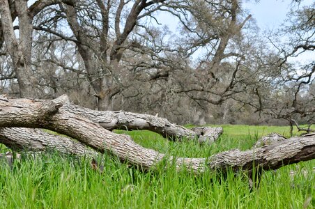 Wood grass oak photo