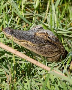 Reptile alligator photo