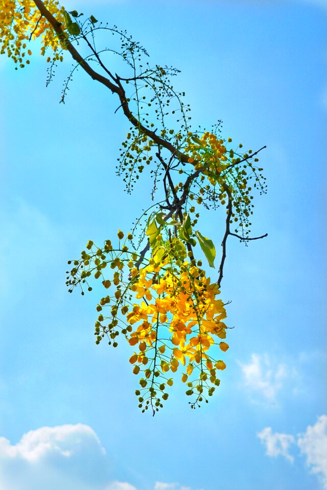 Flower national flower of thailand tree