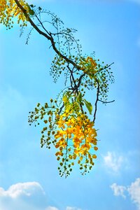 Flower national flower of thailand tree