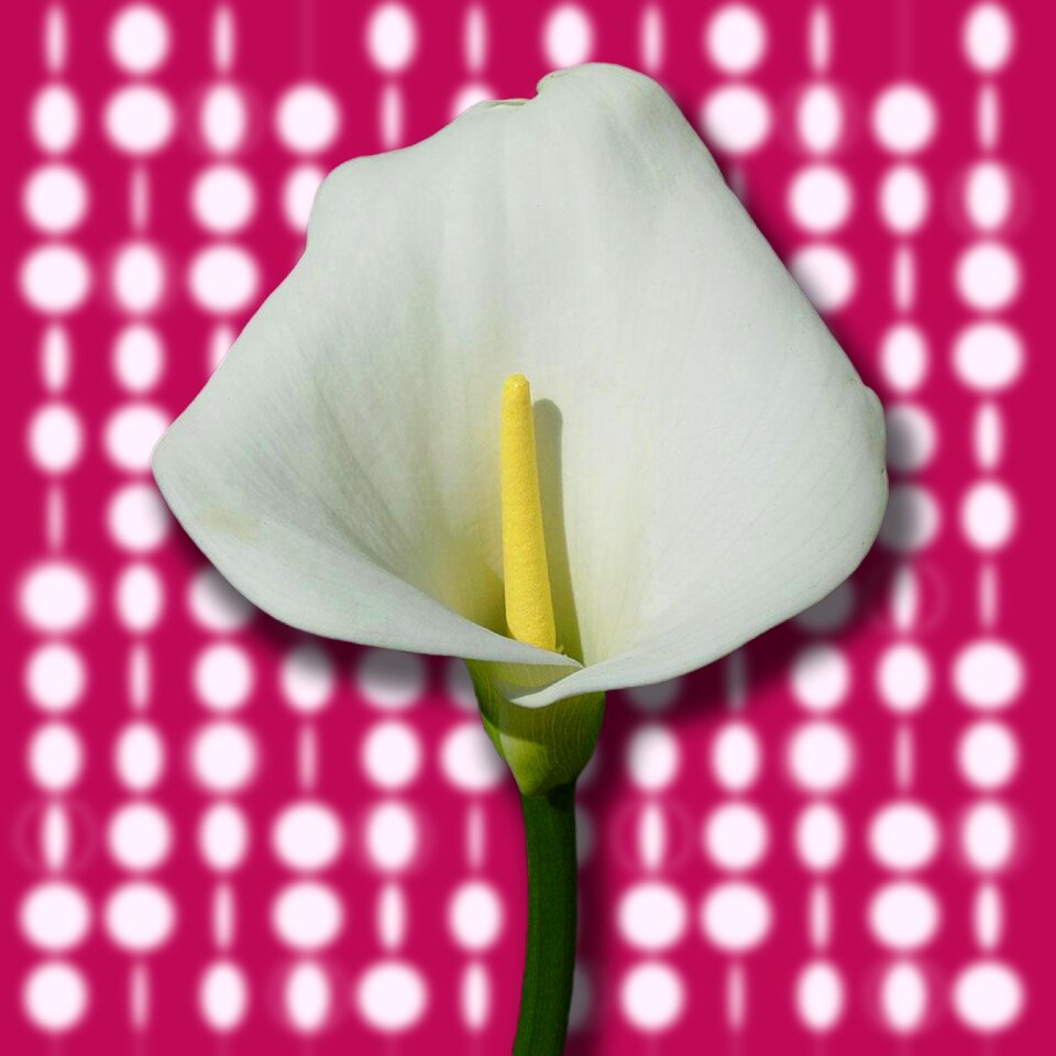 Flowers white nature