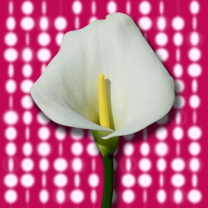 Flowers white nature