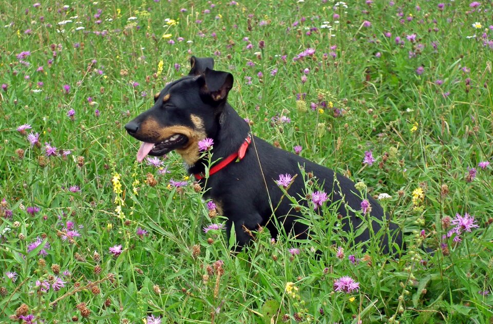 Animals doggy summer