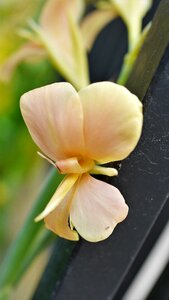 Leaf petal outdoors