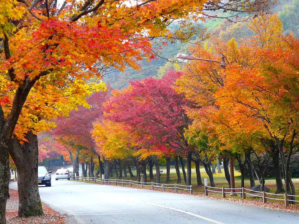 Fall fall colors mount naejangsan