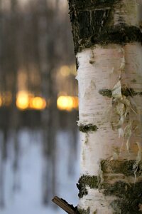 Nature winter the finnish nature