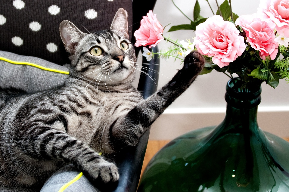 Domestic feline portrait