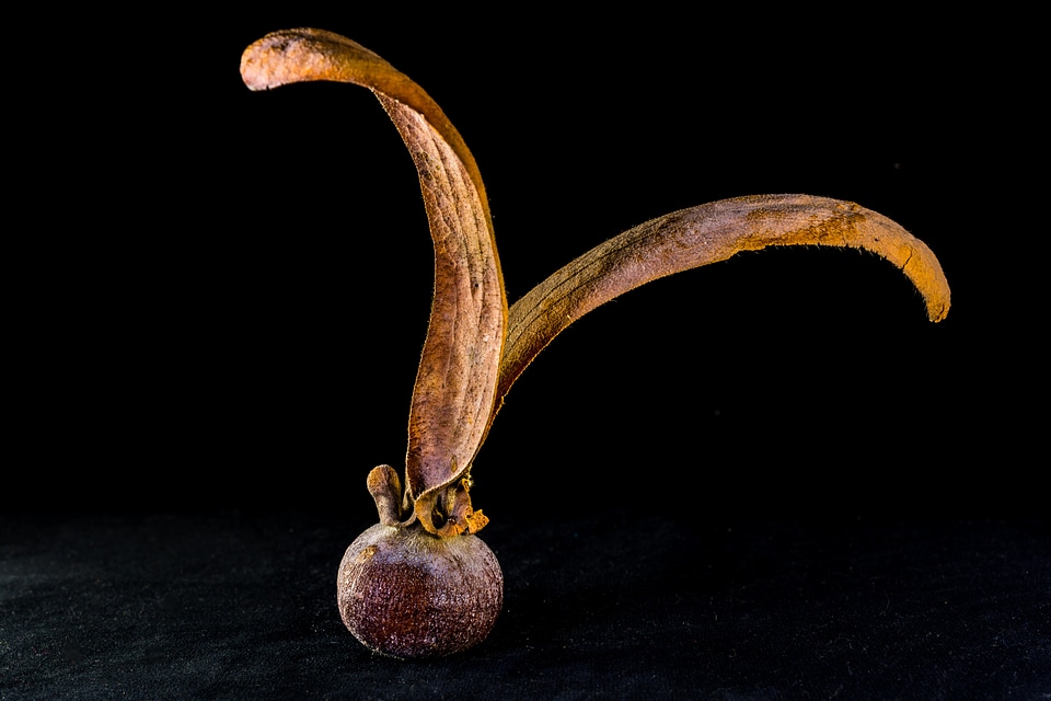 Seed ball wing tectona grandis