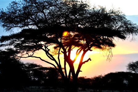 Sunset outdoors serengeti photo