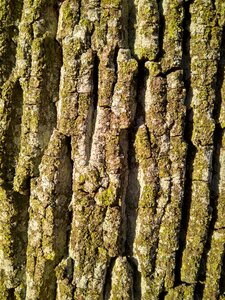 Bark tree forest photo