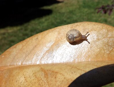 Slow snail garden photo