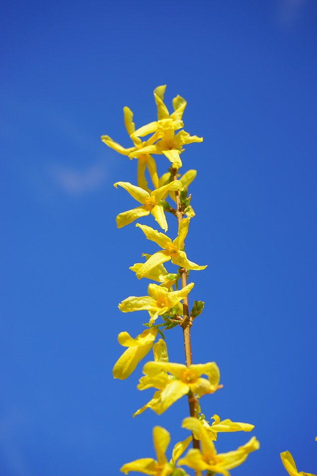 Golden yellow spring gold lilac