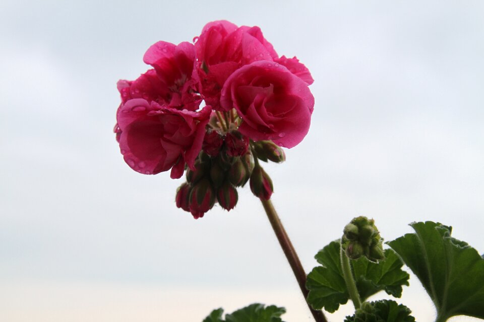Flower geranium Free photos