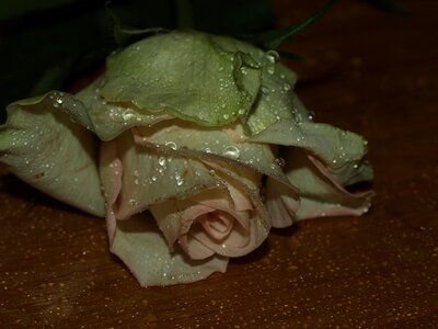Bloom blossom