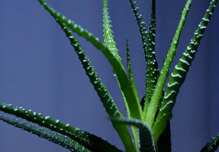 Macro drop of water green