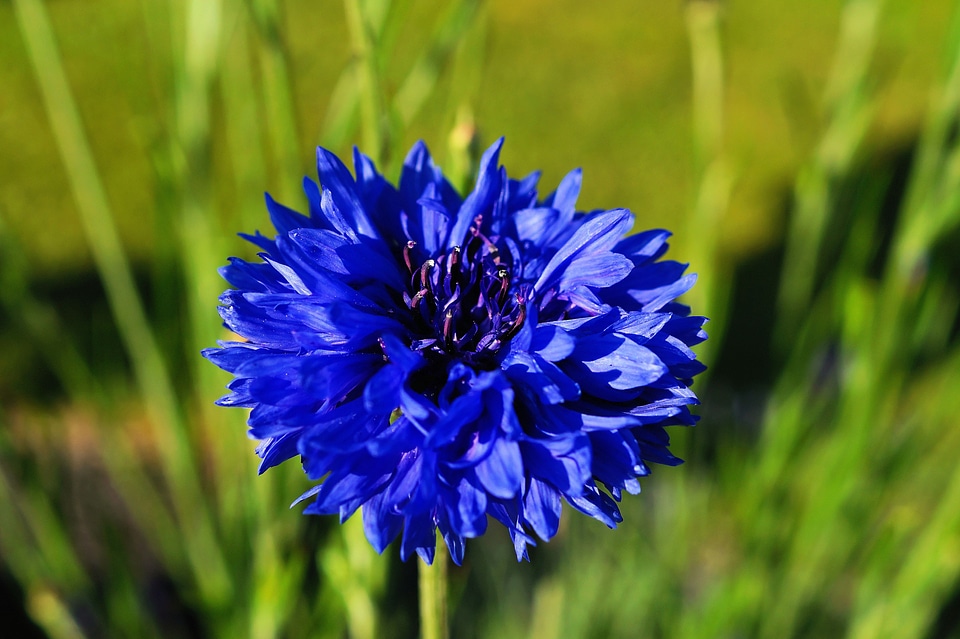 Blue centaurea cyanus meadow